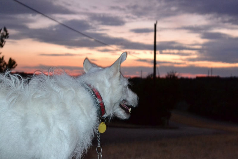 Illustration for article titled Oppo Was Light On Dog Photos Tonight So I Went Outside and Took Some...